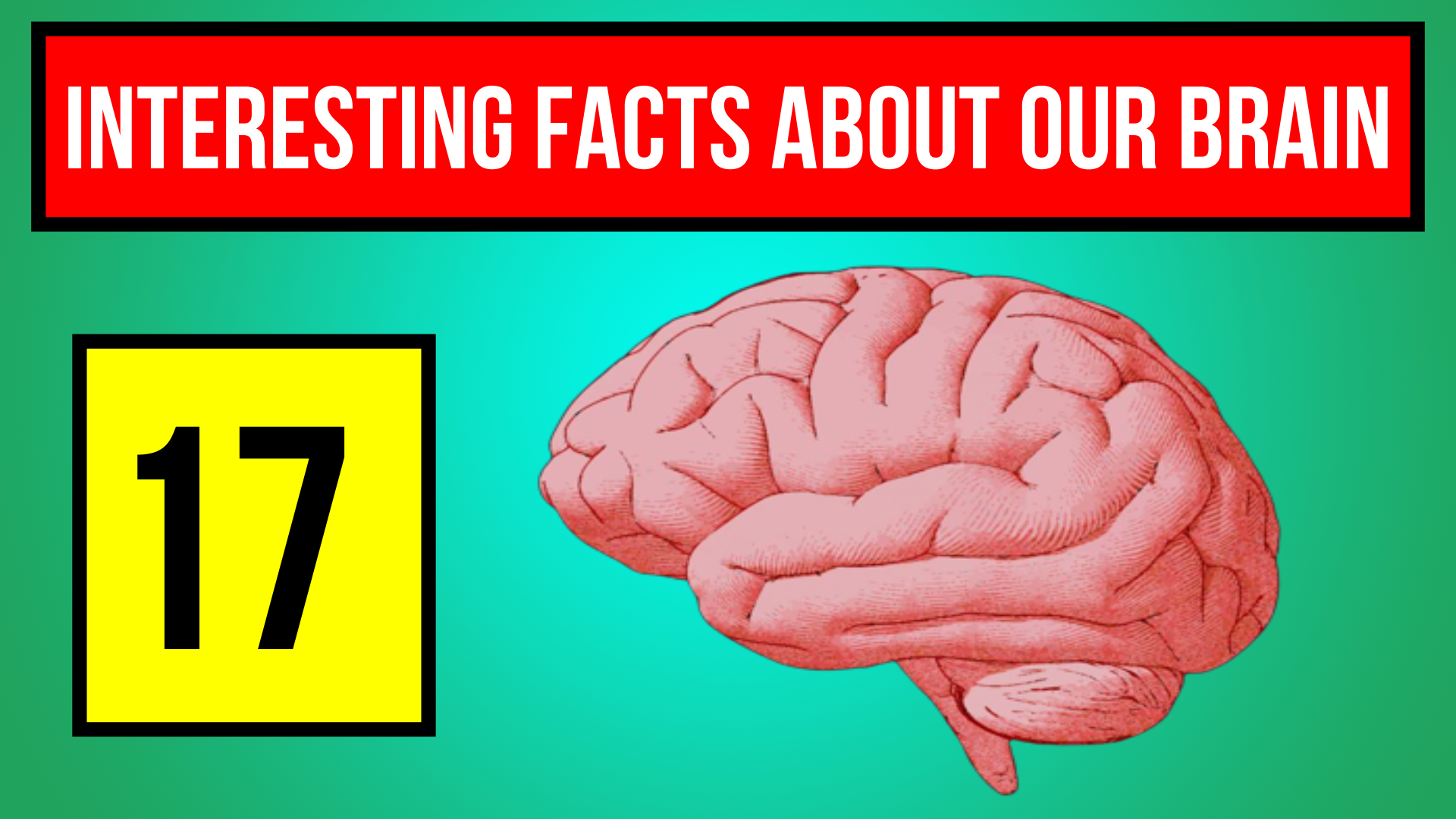 Brain 17 Interesting Facts Probably You Didn T Know